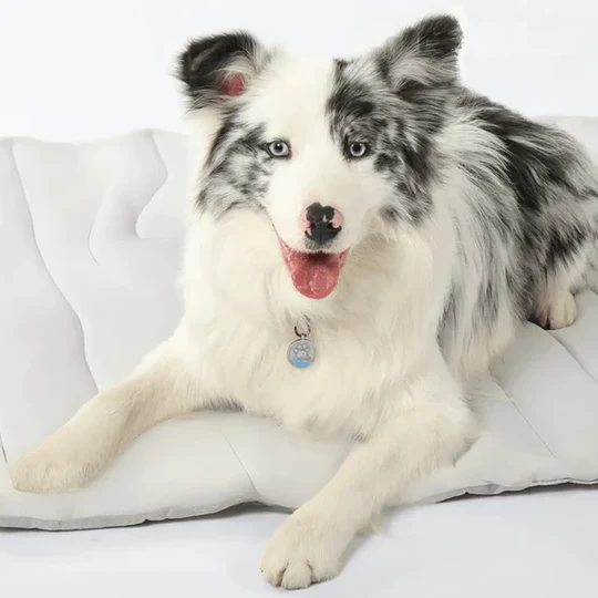 Håll hunden sval