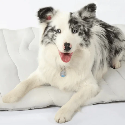 Svalkan™ – Håller din hund sval hela sommaren