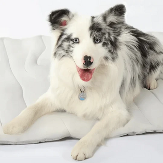 Svalkan™ – Håller din hund sval hela sommaren