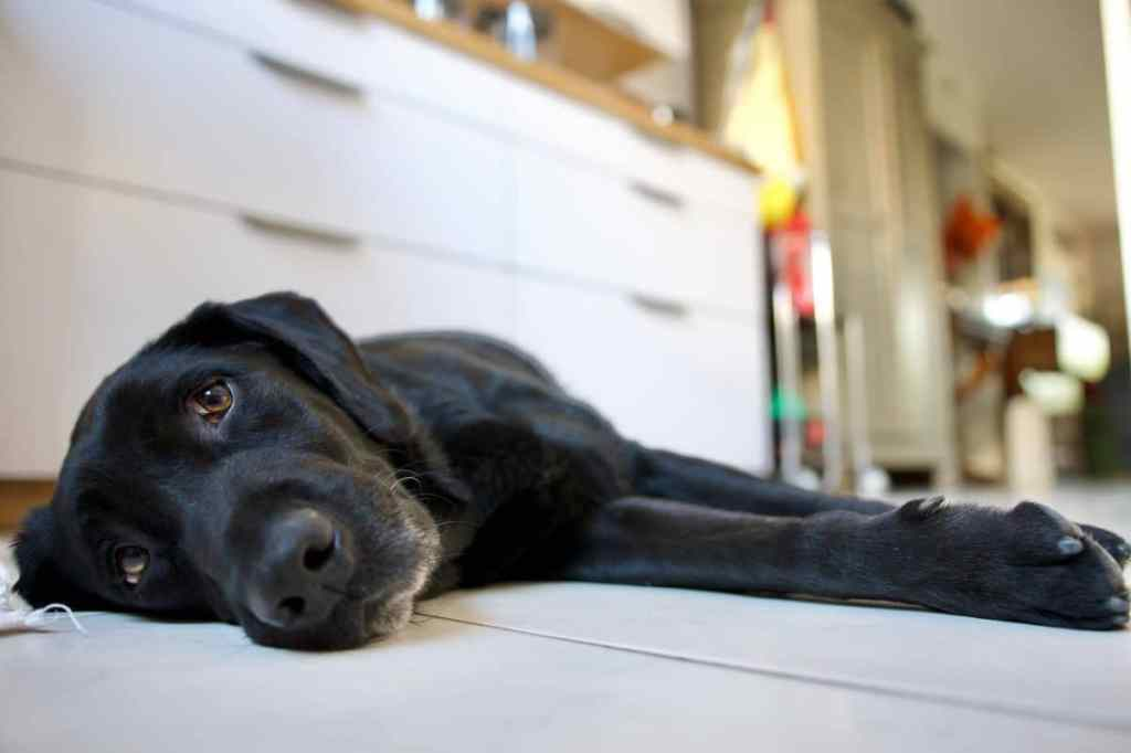 Din hund kan inte säga att den lider i värmen. Men du ser det.