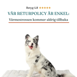 Svalkan™ – Håller din hund sval hela sommaren