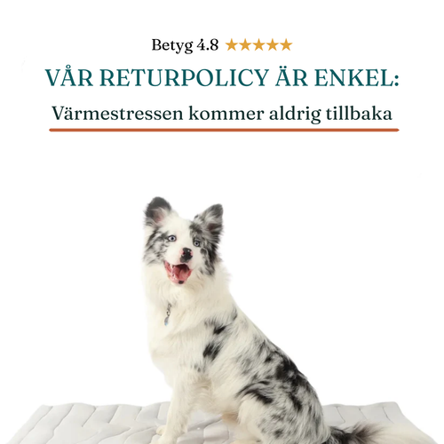 Svalkan™ – Håller din hund sval hela sommaren