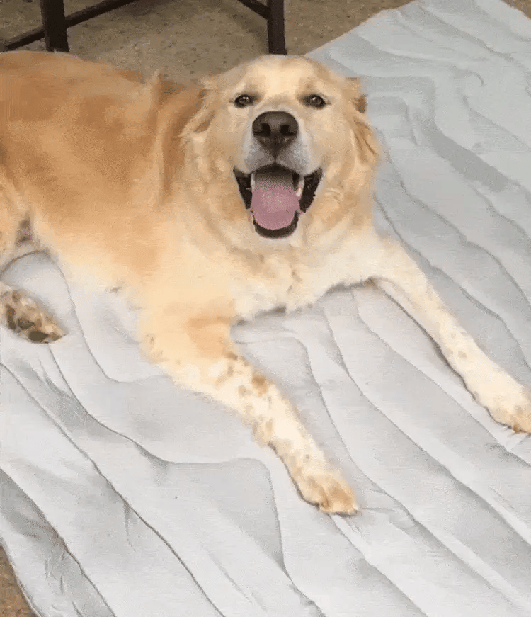 Håll din hund sval hela sommaren